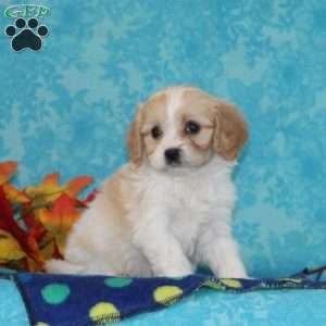 Peaches, Cavachon Puppy